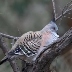 Ocyphaps lophotes (Crested Pigeon) at Mount Ainslie - 23 Jun 2021 by jb2602