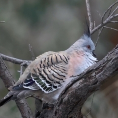 Ocyphaps lophotes (Crested Pigeon) at Mount Ainslie - 23 Jun 2021 by jbromilow50