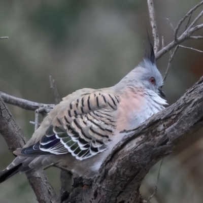 Ocyphaps lophotes (Crested Pigeon) at Mount Ainslie - 23 Jun 2021 by jbromilow50