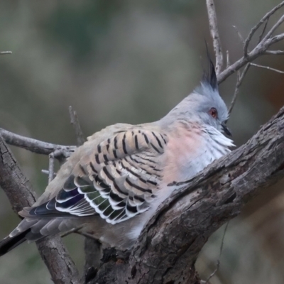 Ocyphaps lophotes (Crested Pigeon) at Mount Ainslie - 23 Jun 2021 by jb2602