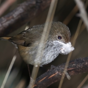 Acanthiza pusilla at Majura, ACT - 23 Jun 2021 05:05 PM