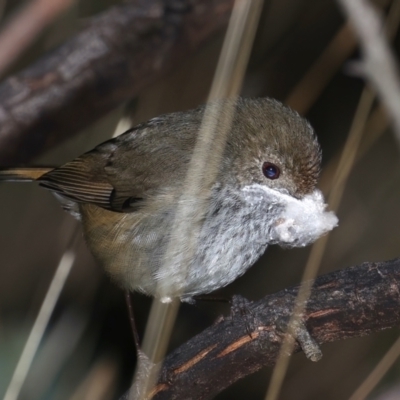 Acanthiza pusilla (Brown Thornbill) at Mount Ainslie - 23 Jun 2021 by jb2602