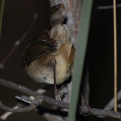 Acanthiza pusilla at Majura, ACT - 23 Jun 2021 05:05 PM