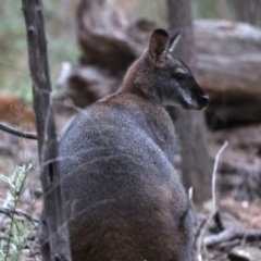 Macropus rufogriseus (Red-necked Wallaby) at Majura, ACT - 23 Jun 2021 by jb2602