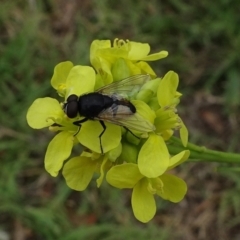 Tachinidae (family) (Unidentified Bristle fly) at Campbell, ACT - 4 Jan 2021 by JanetRussell