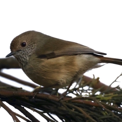 Acanthiza pusilla (Brown Thornbill) at Majura, ACT - 21 Jun 2021 by jb2602