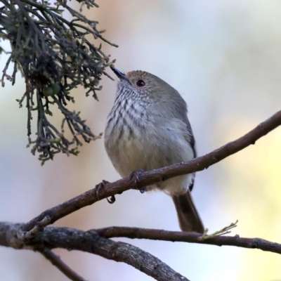Acanthiza pusilla (Brown Thornbill) at Mount Ainslie - 21 Jun 2021 by jb2602