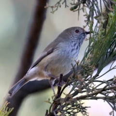 Acanthiza pusilla at Majura, ACT - 21 Jun 2021