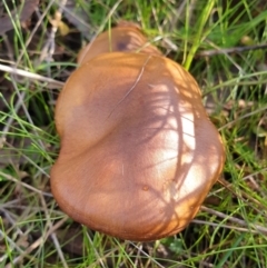 Cortinarius sp. (Cortinarius) at Mount Painter - 20 Jun 2021 by drakes