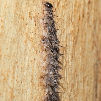 Entomophthoraceae (family) (An entomopathogenic (insect killing) fungus) at Downer, ACT - 5 May 2021 by TimL