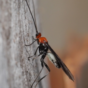 Braconidae (family) at Downer, ACT - 23 Jun 2021