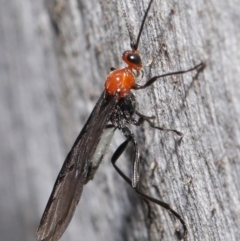 Braconidae (family) at Downer, ACT - 23 Jun 2021