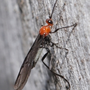 Braconidae (family) at Downer, ACT - 23 Jun 2021 10:40 AM