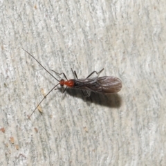 Braconidae (family) at Downer, ACT - 23 Jun 2021 10:40 AM