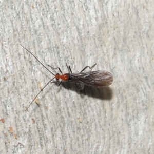 Braconidae (family) at Downer, ACT - 23 Jun 2021 10:40 AM