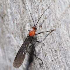 Braconidae (family) at Downer, ACT - 23 Jun 2021