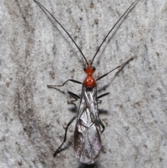 Braconidae (family) at Downer, ACT - 23 Jun 2021 10:40 AM