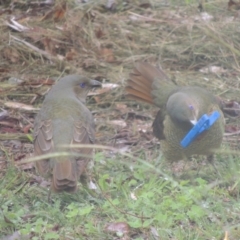 Ptilonorhynchus violaceus (Satin Bowerbird) at Glenorie, NSW - 5 Apr 2014 by MichaelBedingfield