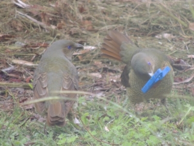 Ptilonorhynchus violaceus (Satin Bowerbird) at Glenorie, NSW - 5 Apr 2014 by MichaelBedingfield