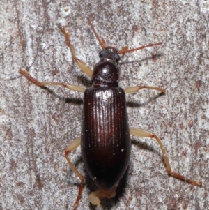 Alleculinae sp. (Subfamily) at Downer, ACT - 23 Jun 2021 10:57 AM