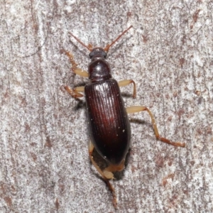 Alleculinae sp. (Subfamily) at Downer, ACT - 23 Jun 2021 10:57 AM