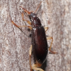 Alleculinae sp. (Subfamily) at Downer, ACT - 23 Jun 2021 10:57 AM