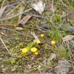 Lichenomphalia chromacea (Yellow Navel) at Rob Roy Range - 23 Jun 2021 by SandraH