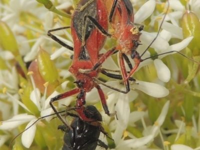 Gminatus australis (Orange assassin bug) at Conder, ACT - 18 Mar 2021 by michaelb