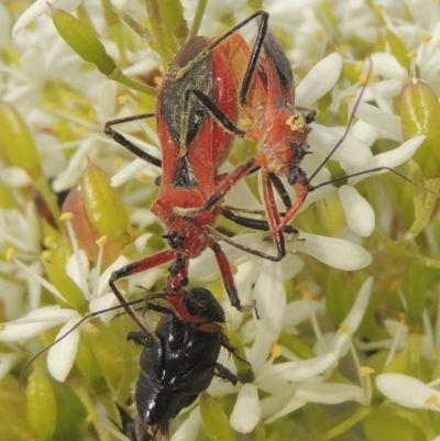 Gminatus australis (Orange assassin bug) at Conder, ACT - 18 Mar 2021 by MichaelBedingfield