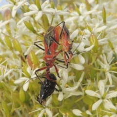 Gminatus australis at Conder, ACT - 18 Mar 2021