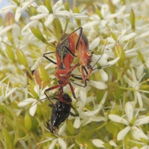 Gminatus australis at Conder, ACT - 18 Mar 2021