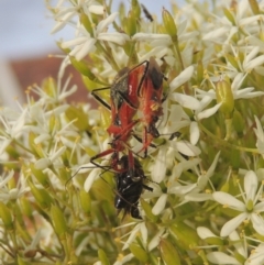 Gminatus australis at Conder, ACT - 18 Mar 2021 12:06 PM