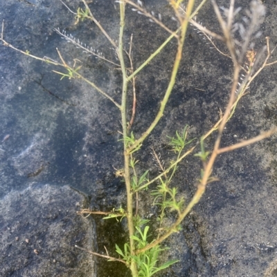 Lepidium sp. (A Peppercress) at Corrowong, NSW - 24 Jun 2021 by BlackFlat