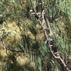 Hakea microcarpa (Small-fruit Hakea) at Conder, ACT - 14 Feb 2021 by ROWLAD