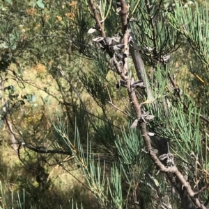 Hakea microcarpa at Conder, ACT - 14 Feb 2021