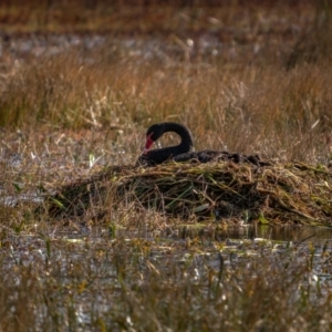 Cygnus atratus at Breadalbane, NSW - 19 Jun 2021