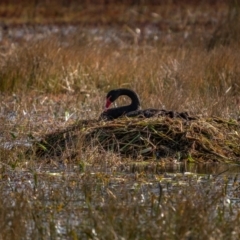 Cygnus atratus (Black Swan) at Breadalbane, NSW - 19 Jun 2021 by trevsci