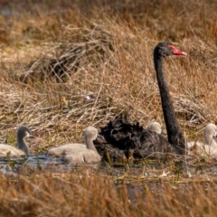 Cygnus atratus at Breadalbane, NSW - 19 Jun 2021