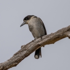 Cracticus torquatus (Grey Butcherbird) at Gunning, NSW - 19 Jun 2021 by trevsci