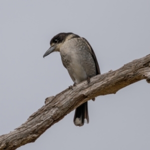 Cracticus torquatus at Gunning, NSW - 19 Jun 2021