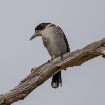 Cracticus torquatus (Grey Butcherbird) at Gunning, NSW - 19 Jun 2021 by trevsci