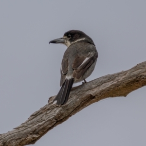 Cracticus torquatus at Gunning, NSW - 19 Jun 2021