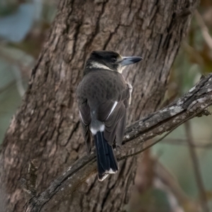 Cracticus torquatus at Collector, NSW - 19 Jun 2021