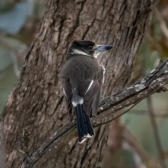 Cracticus torquatus (Grey Butcherbird) at Oakdale Nature Reserve - 19 Jun 2021 by trevsci