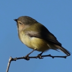 Smicrornis brevirostris (Weebill) at Mount Ainslie - 6 Jun 2021 by jb2602