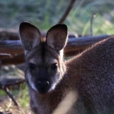 Notamacropus rufogriseus (Red-necked Wallaby) at Majura, ACT - 8 Jun 2021 by jb2602