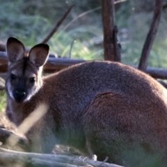 Notamacropus rufogriseus at Majura, ACT - 8 Jun 2021