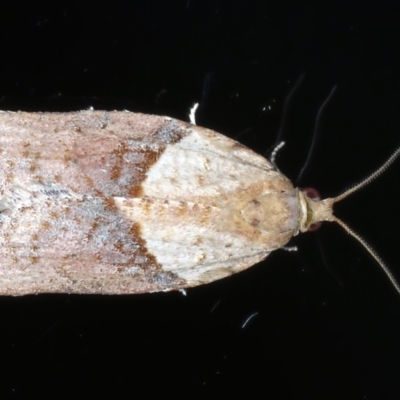 Epiphyas postvittana (Light Brown Apple Moth) at Ainslie, ACT - 2 Jun 2021 by jbromilow50