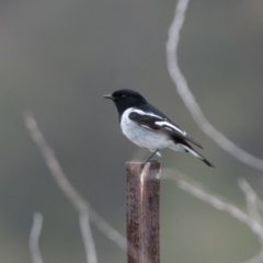 Melanodryas cucullata (Hooded Robin) at Canyonleigh - 23 Jun 2021 by NigeHartley