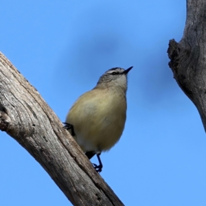 Acanthiza chrysorrhoa at Majura, ACT - 6 Jun 2021